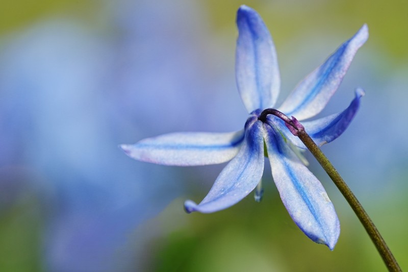 Blauw lantaarntje.(76)