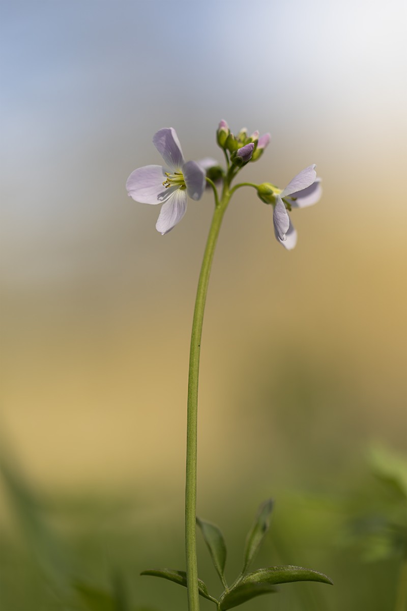 Sierlijke pinksterbloem