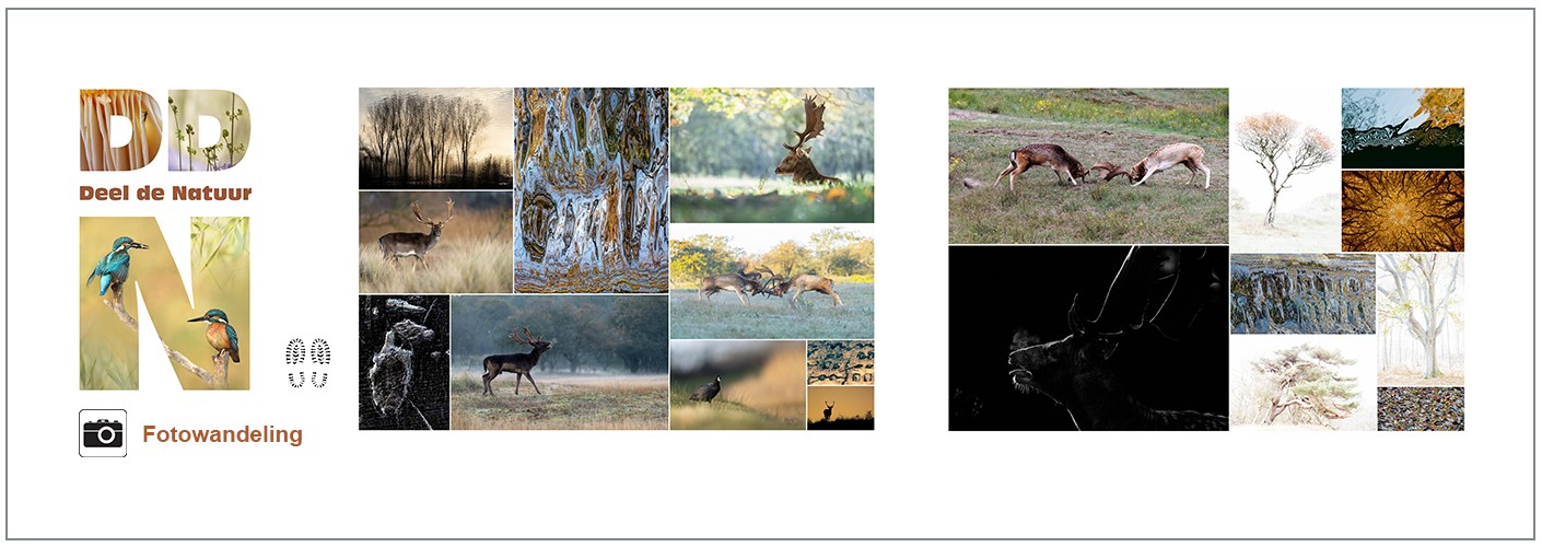 Fotowandeling Struinen door de AWD Herfst