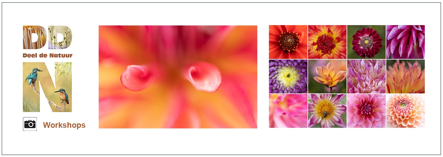 Workshop Dazzling Dahlias