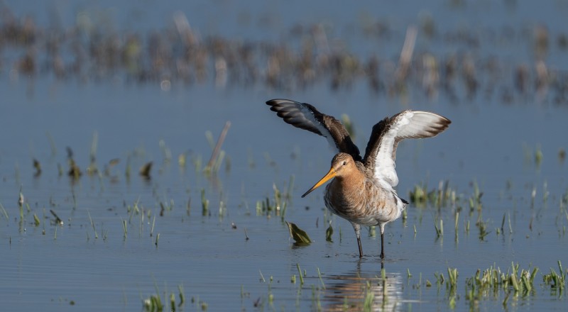 Grutto bezig met wasbeurt