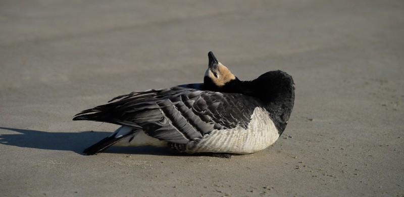 De laatste stuiptrekkingen
