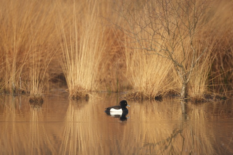 Kuifeend in ochtendsfeer