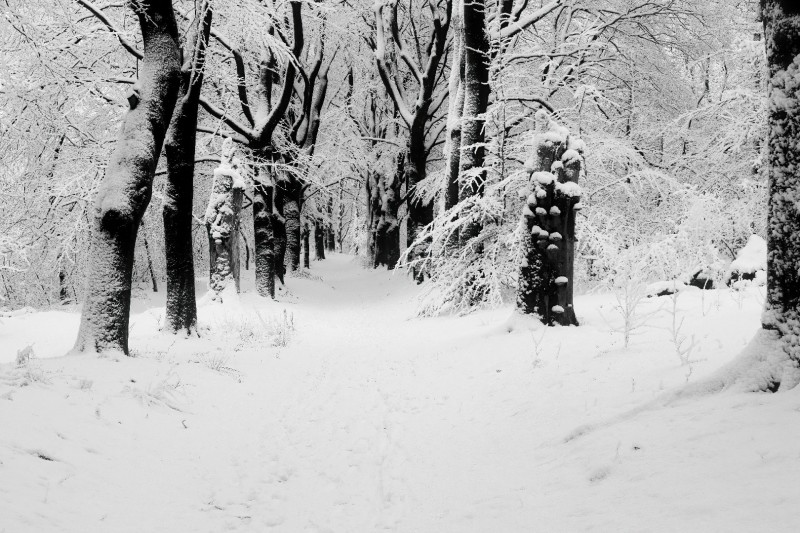 DE PADEN DE LANEN IN.