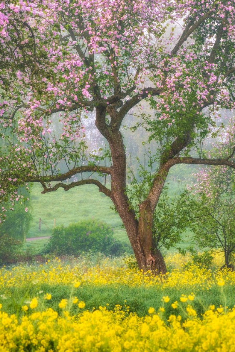 Bloeiende grillige boom tussen het koolzaad