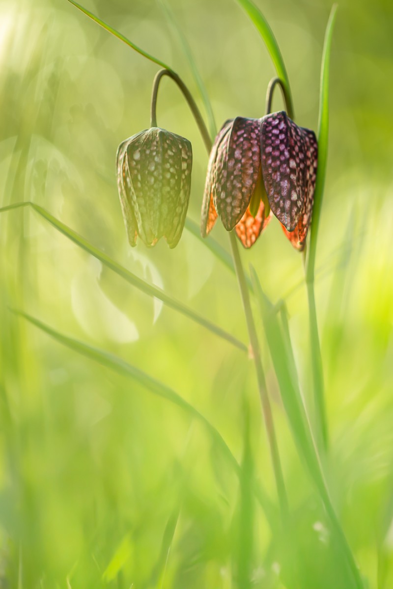 Kievitsbloemetjes in het avondlicht.