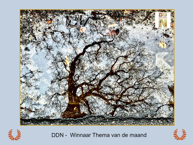 Winnaar maandthema maart  "Bomen"