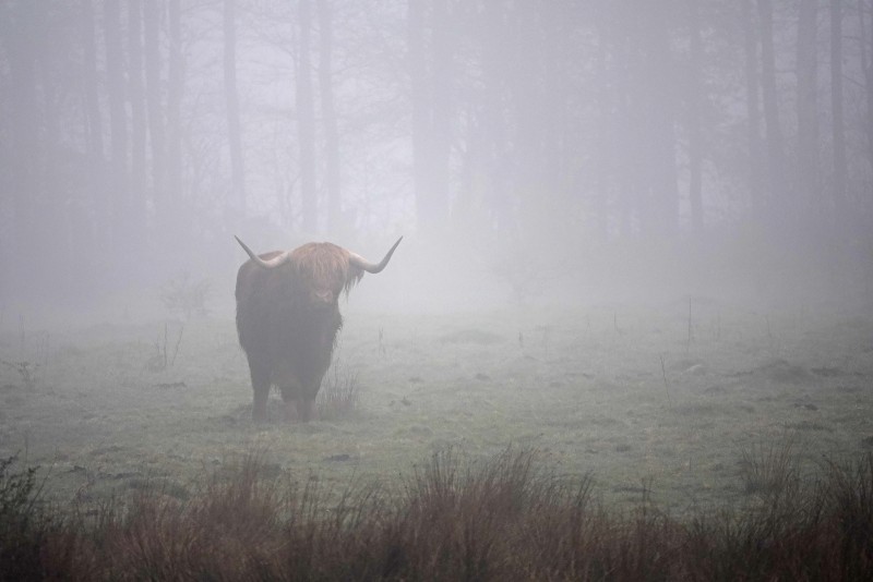 Schotse Hooglander in de mist