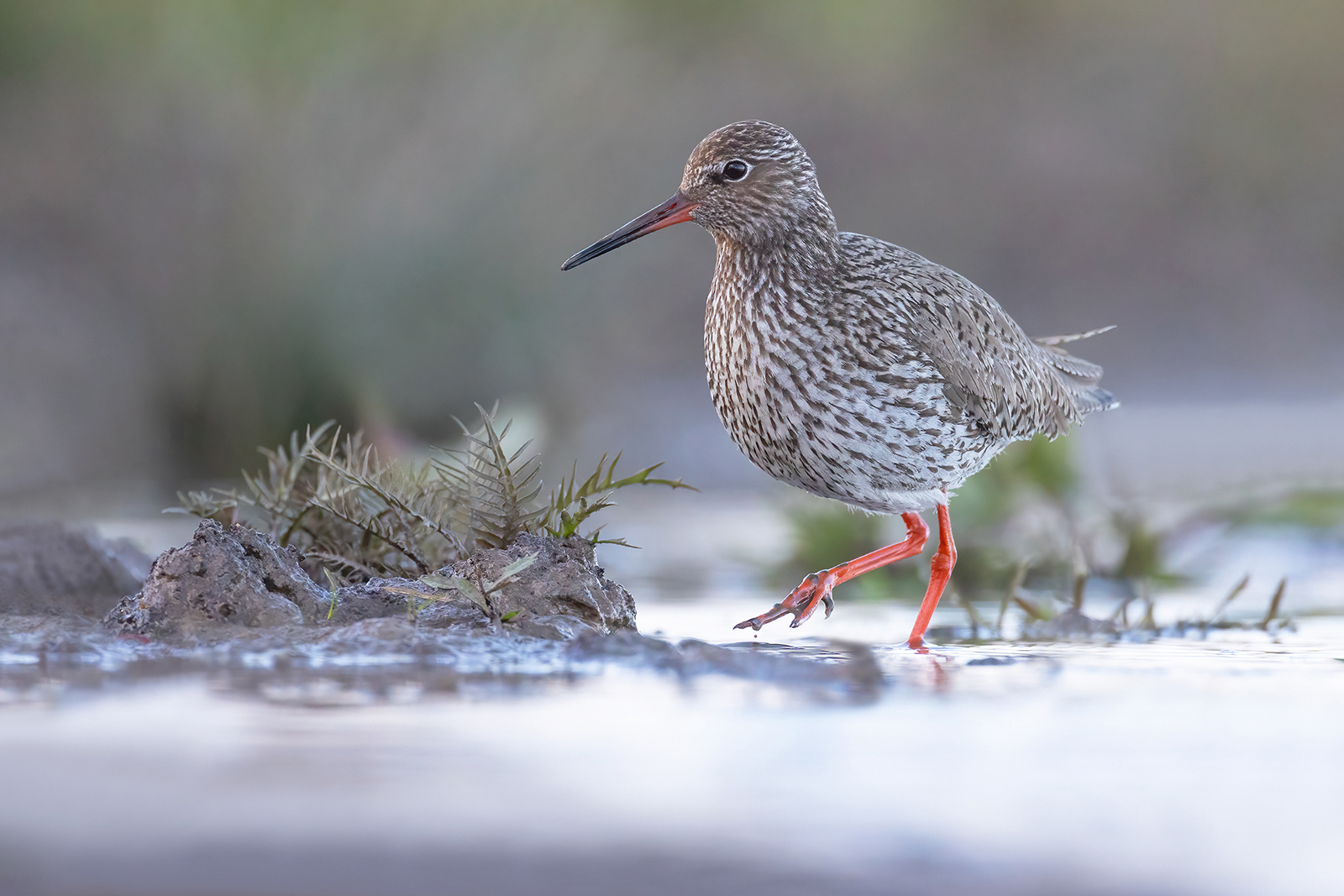 Tureluur 9854 v 1600 SNmi