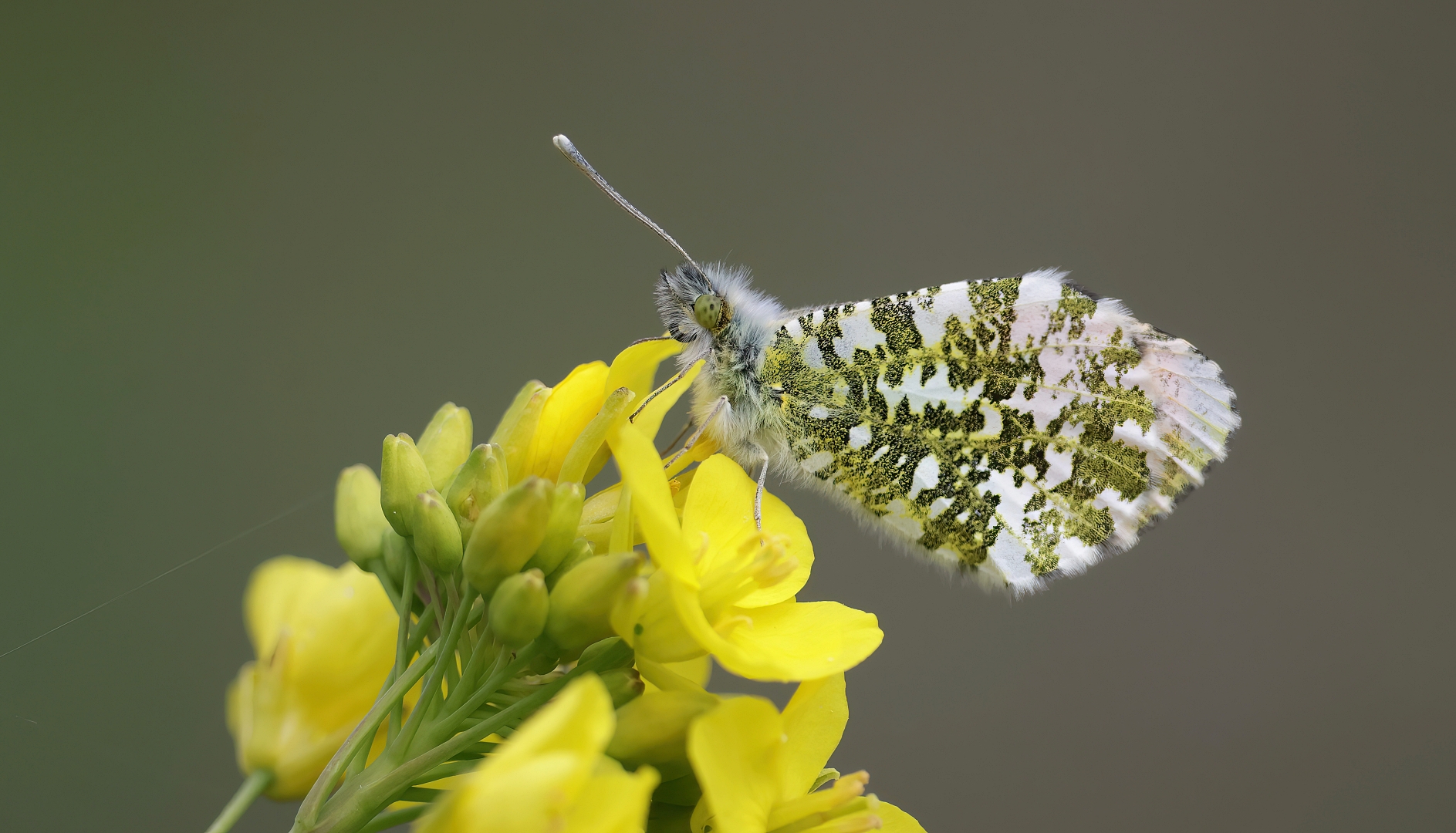 Foto 01-04-2026 om 11.20DDN