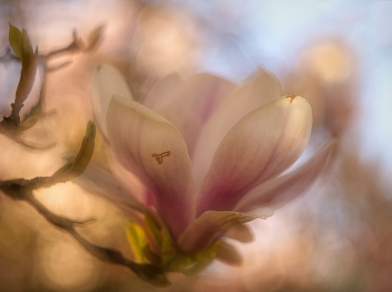 Soft Magnolia.