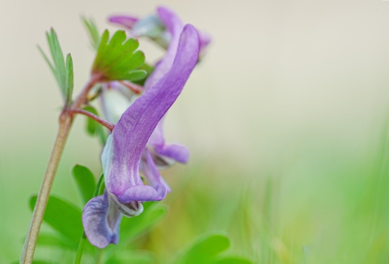 Demoedig gebogen hoofdje (2739)