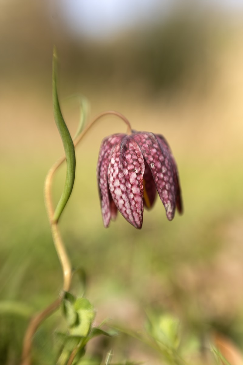 Fritillaria