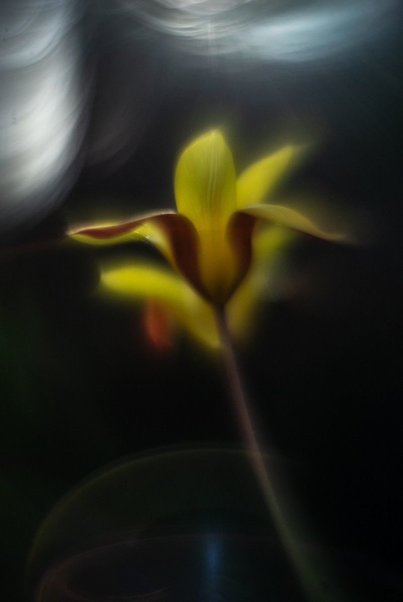 Wilde tulp met flare