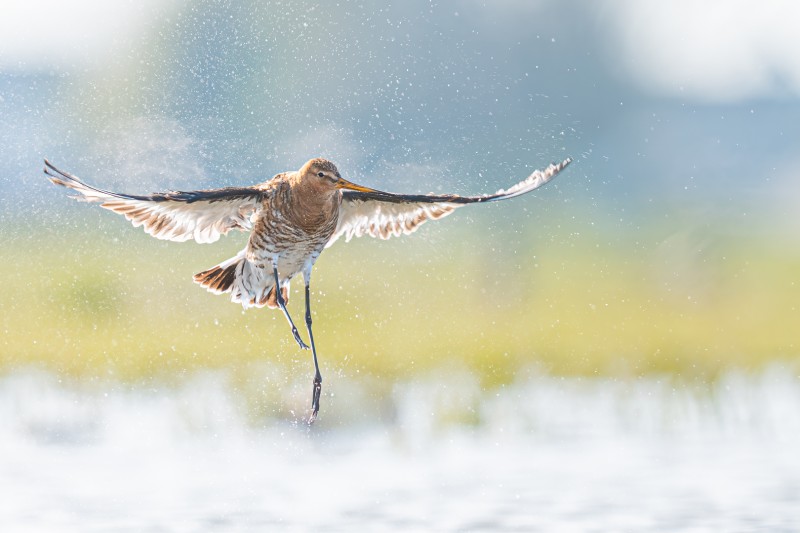 Honderden druppeltjes