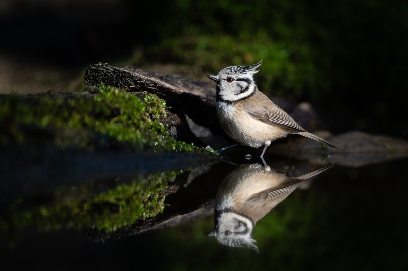 Onverwachte bezoeker