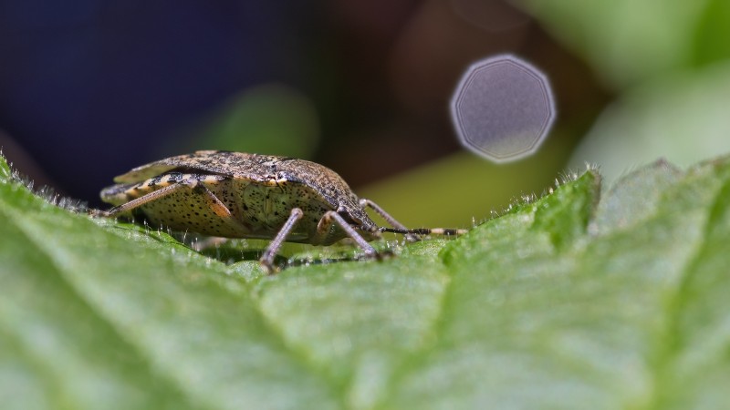 De wonderen der natuur