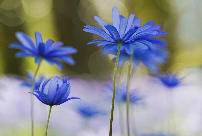 "Still closed petals"