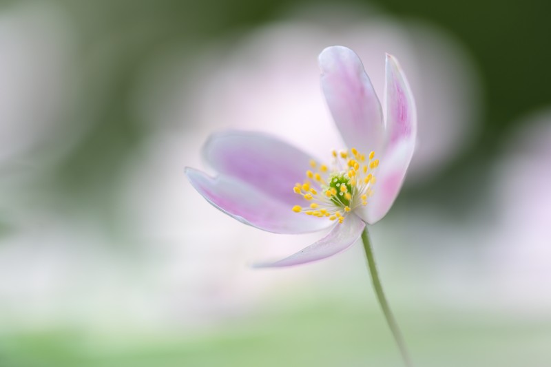 Meer dan een mooie blos