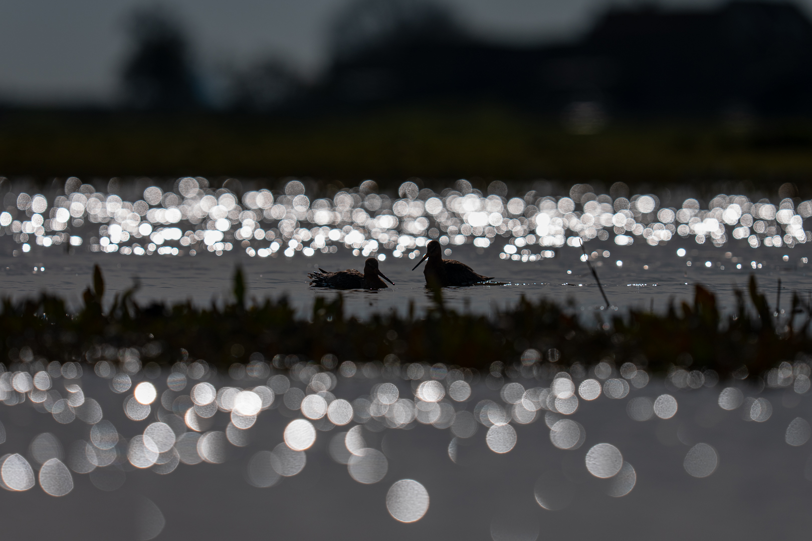 Grutto - Deel de Natuur - Loes Belovics
