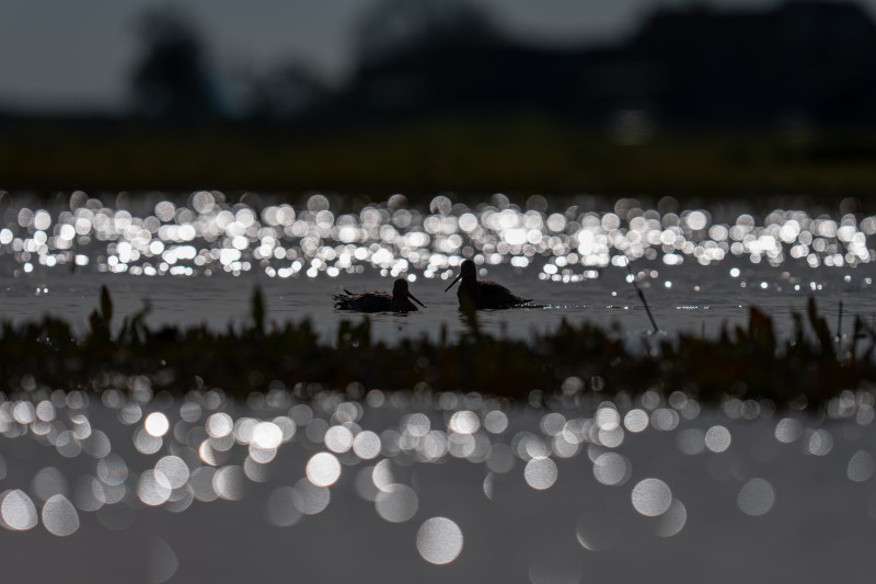 Honderden lichtbolletjes