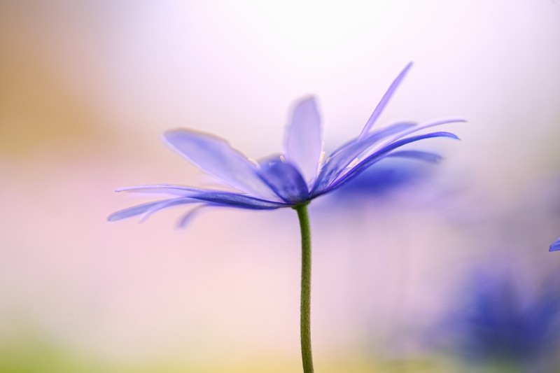 "Vage blauwe inktvlekken op steeltje" (3085/2)