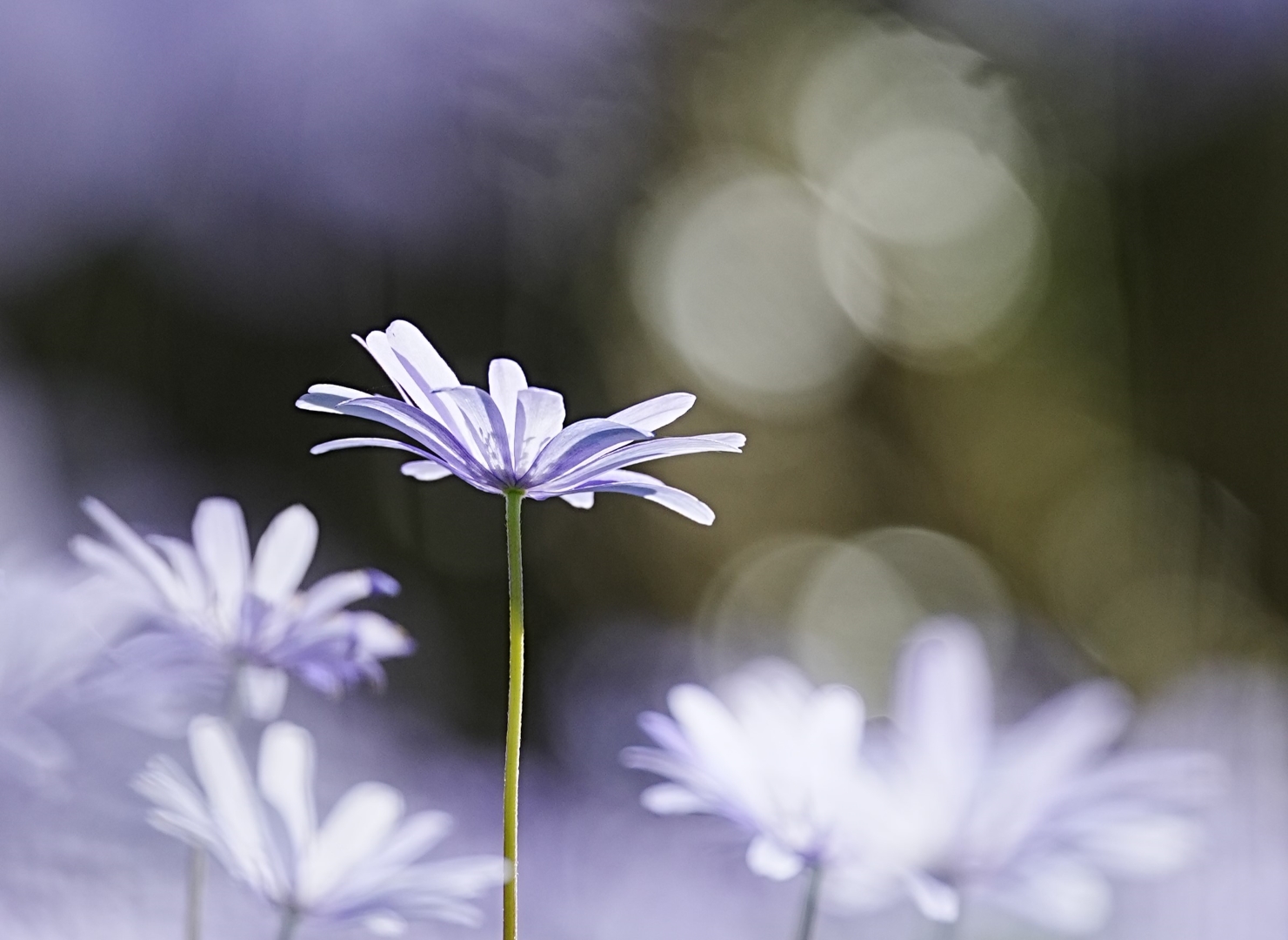 DSC03220 DDN Duinvliet 07042026  2