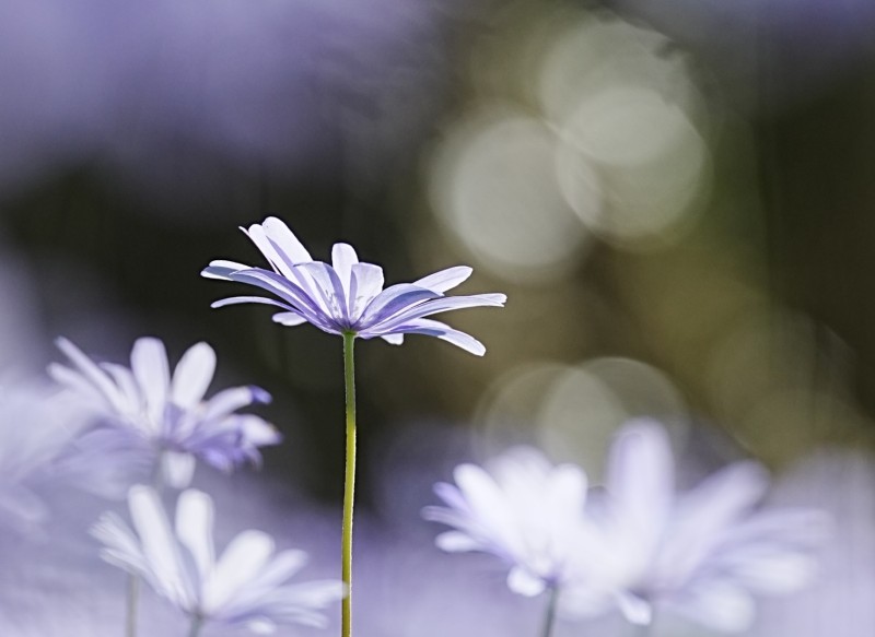 Zonneparaplu (3220/2)