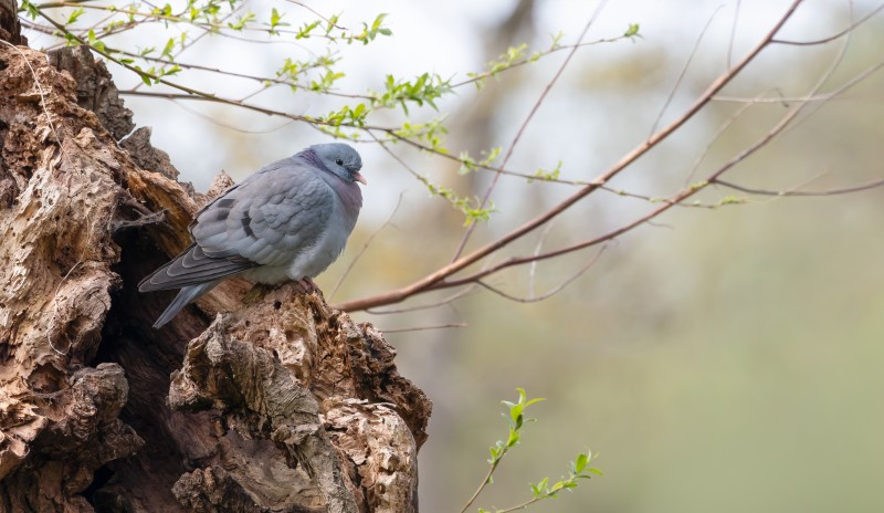 'Het zonnetje in huis'