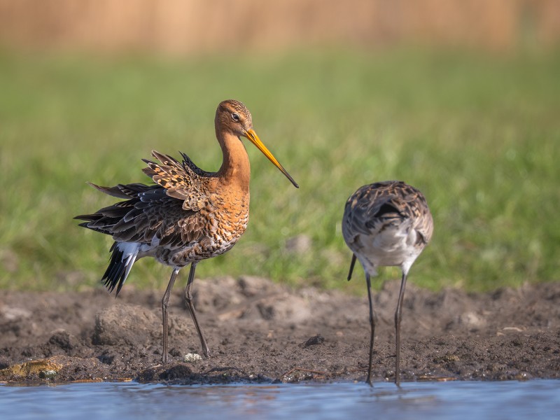 Kijk dan hoe mooi ik ben!