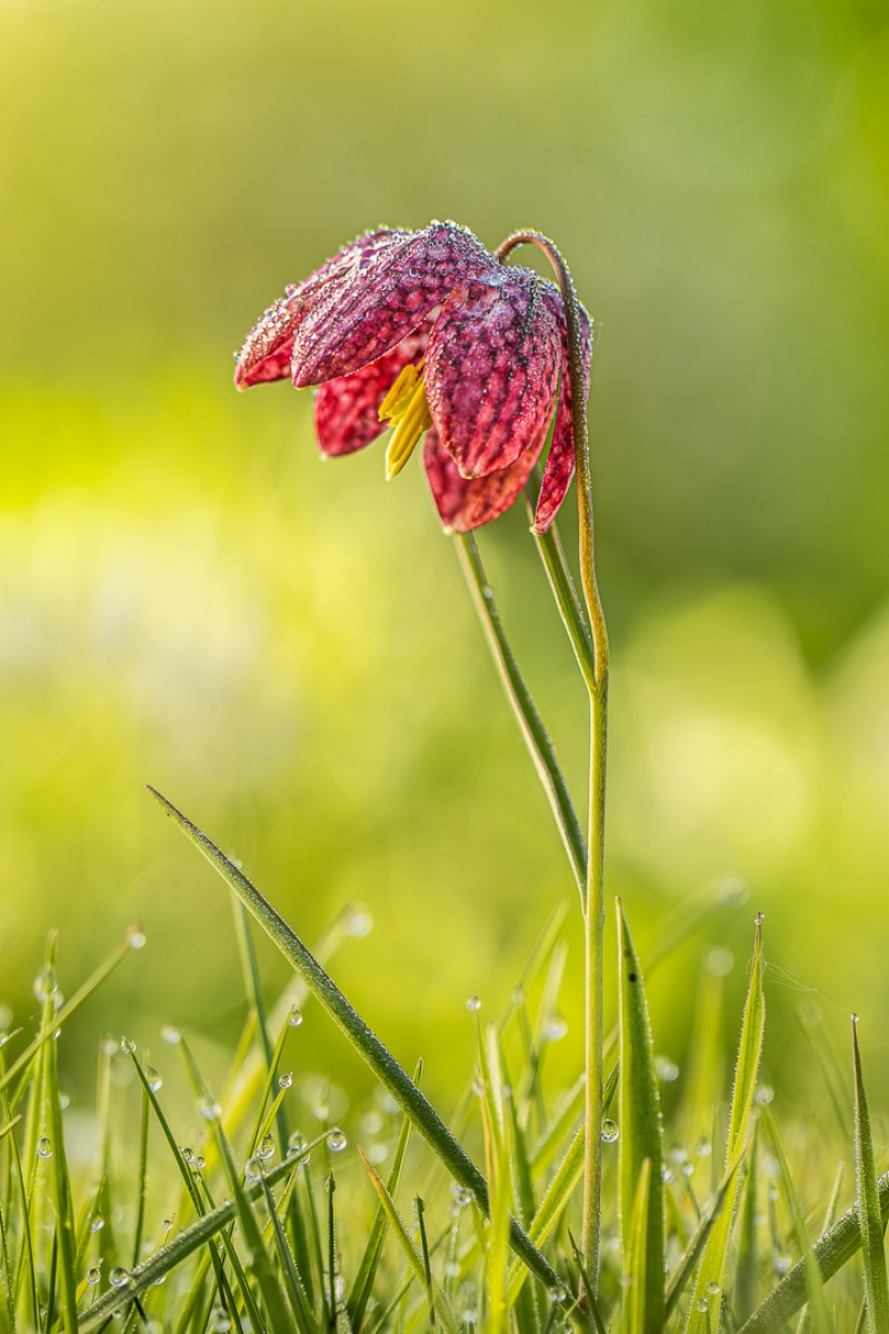 Schitteren in de zon.