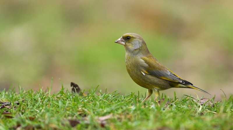 Groenling laat zich van zijn mooie kant zien.