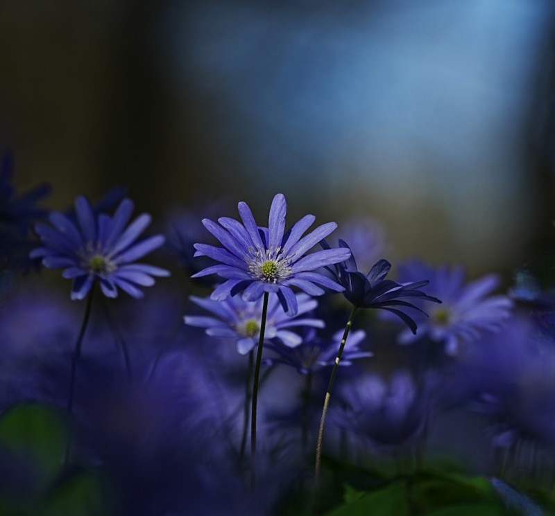 Out of the blue (4175/4)