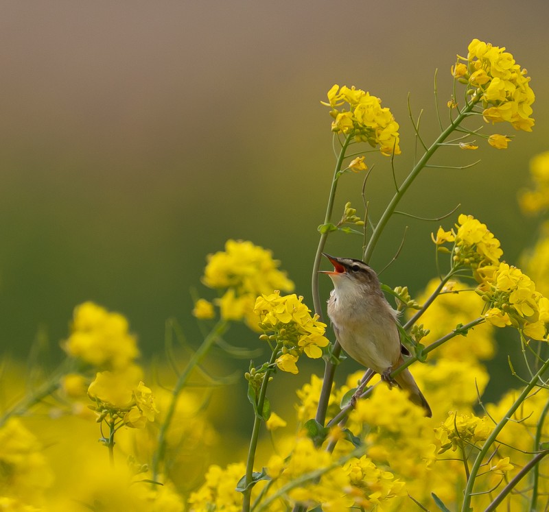 rietzanger in het geel