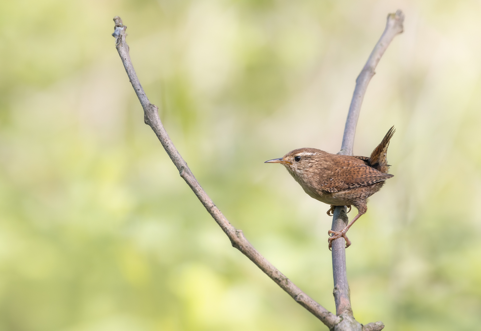 20260416-PG-IJsselstein-Winterkoning-0003-CR3_DxO_DeepPRIME-bewerkt