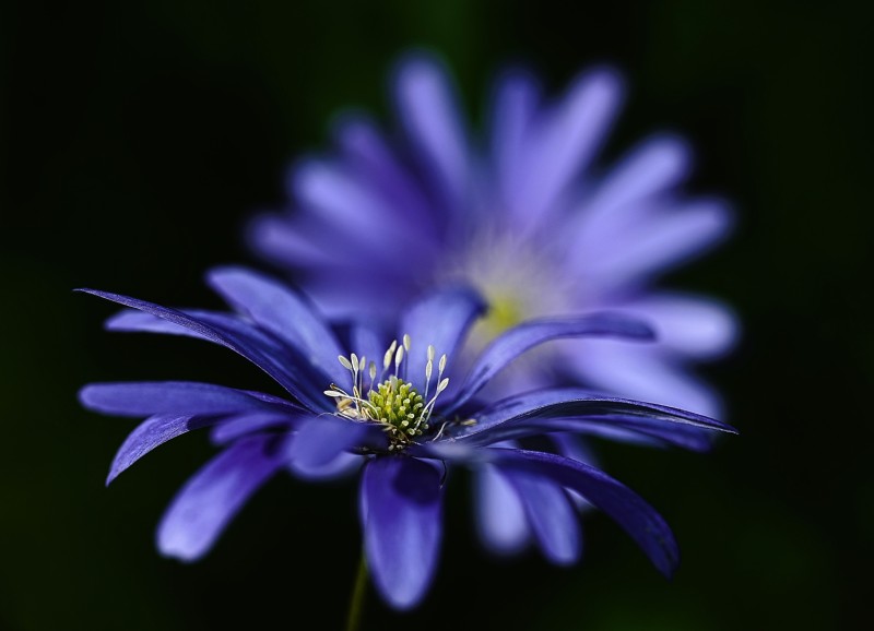 Midden groen tussen blauw