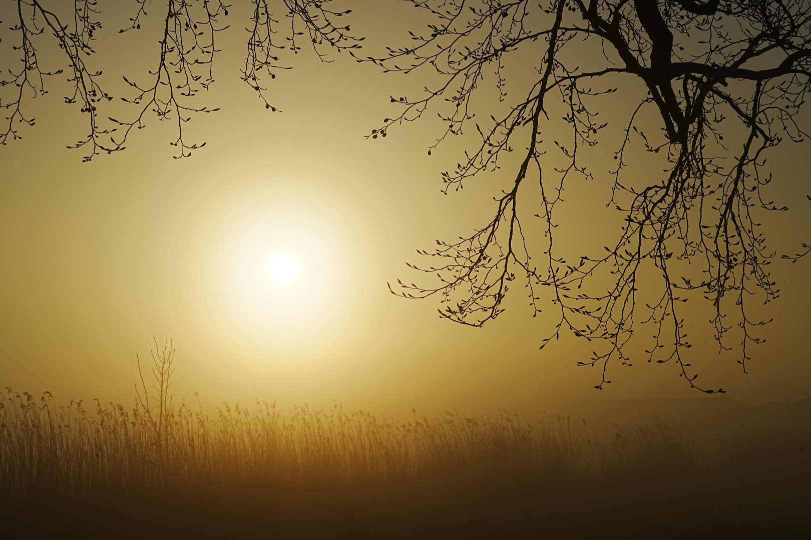 DSC03706 DDN Duinvliet 14042026 