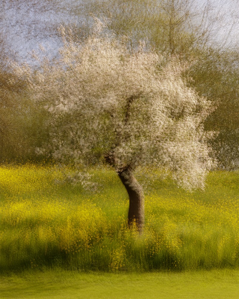 Under the apple tree