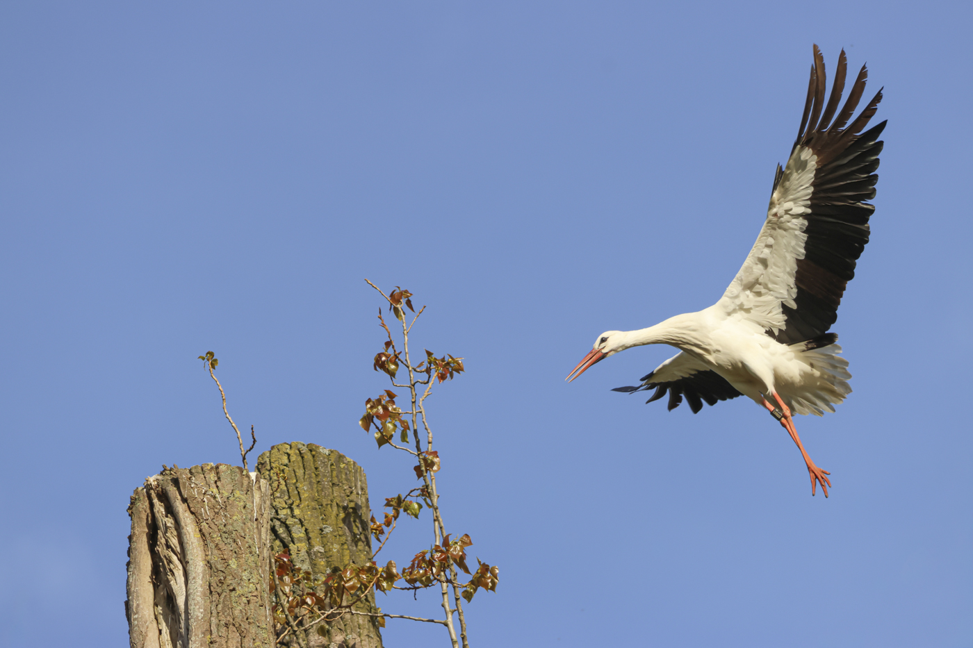Marion de Weerd DDN Fotodag 2026 april 3