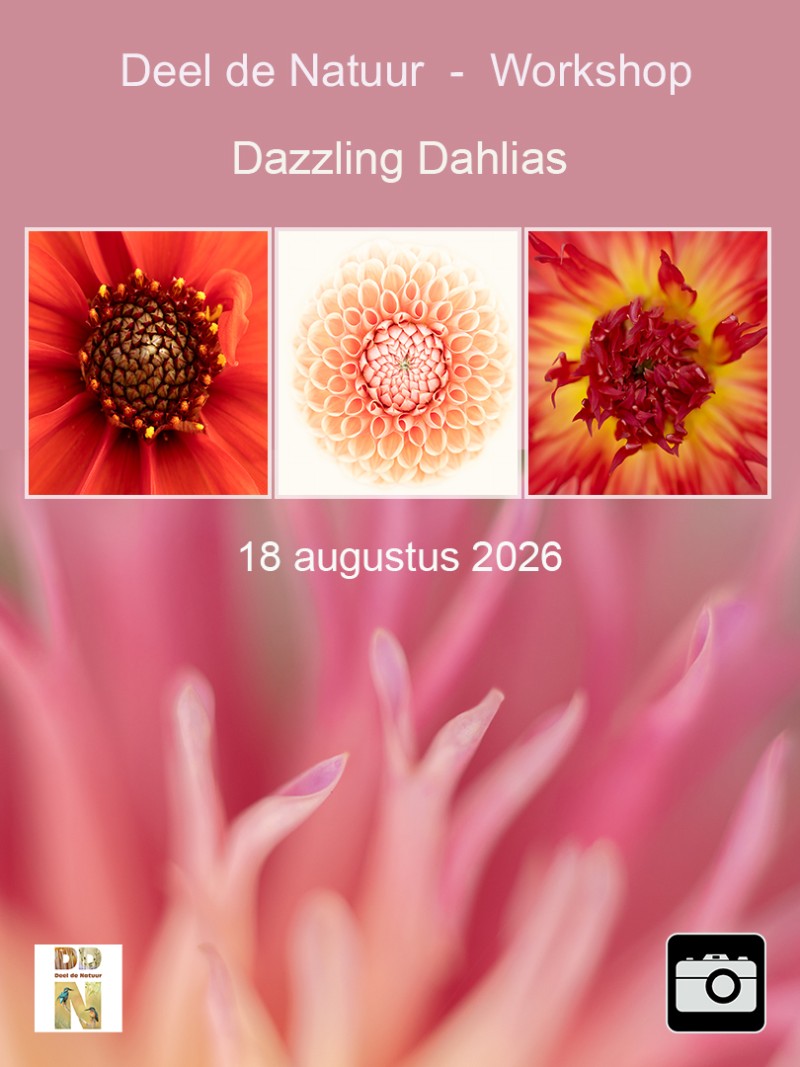 Dazzling Dahlias!