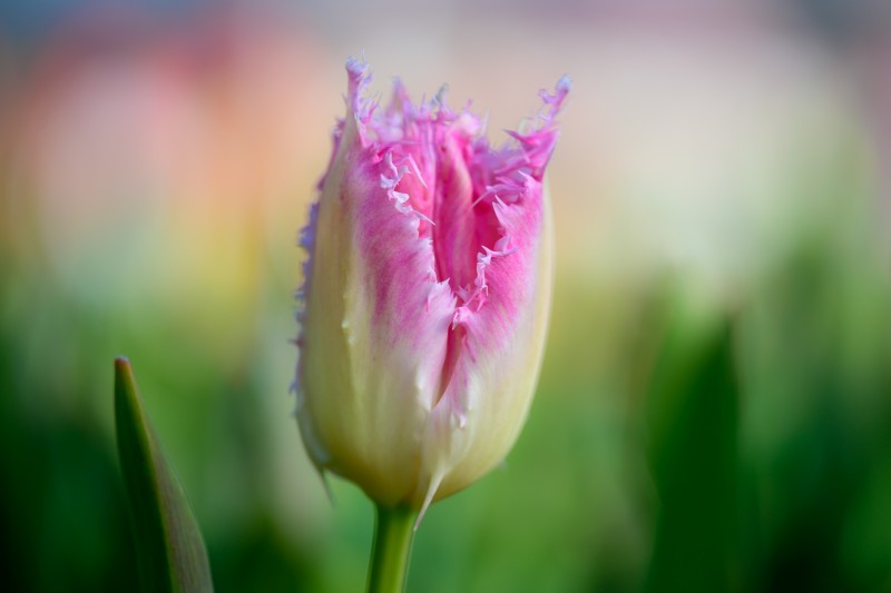 Simplicitas Tulipae (2)