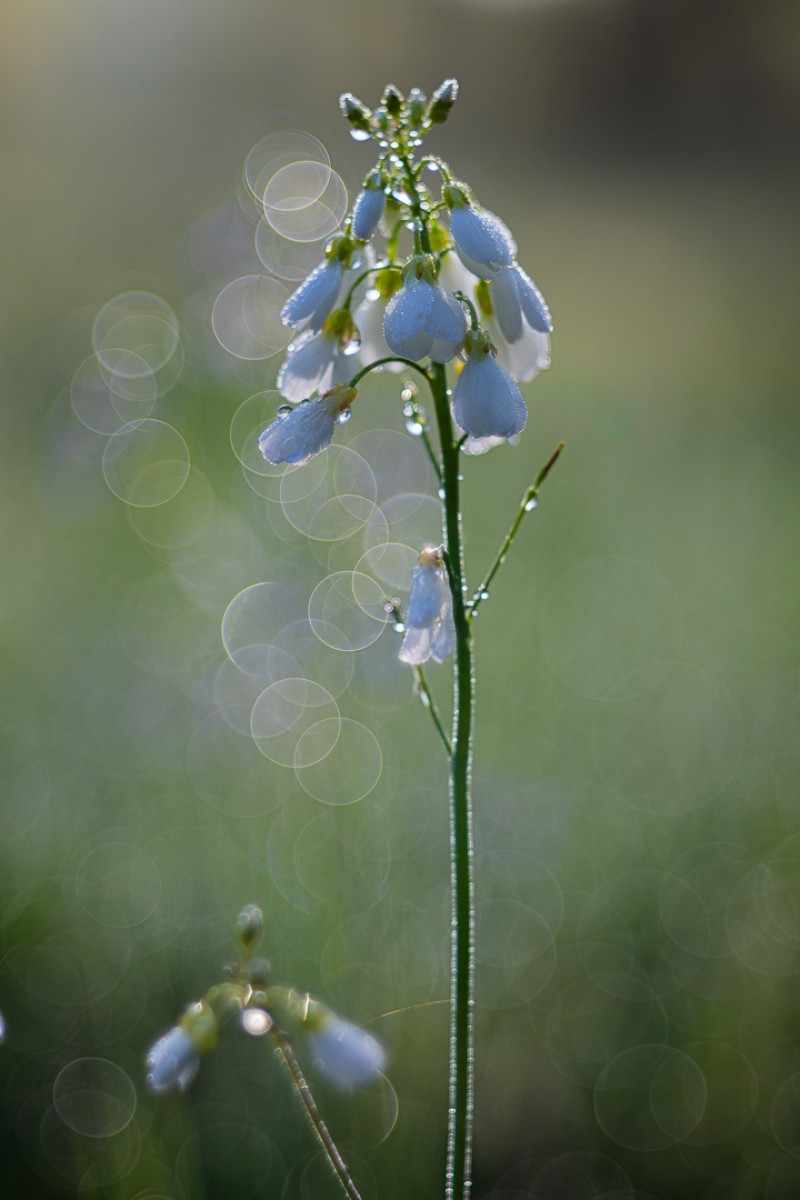 Met dauw besprenkeld