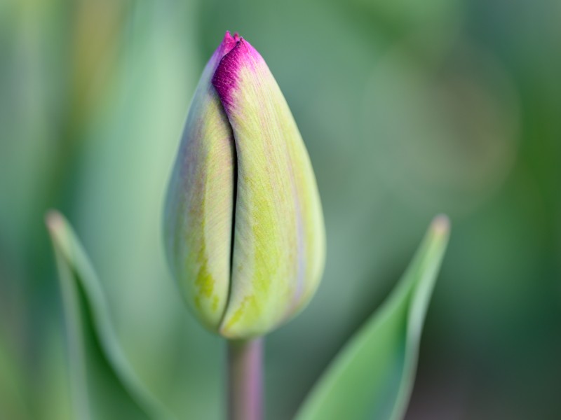 Simplicitas Tulipae (3)