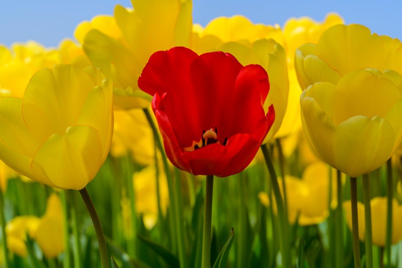 Simplicitas Tulipae (4)