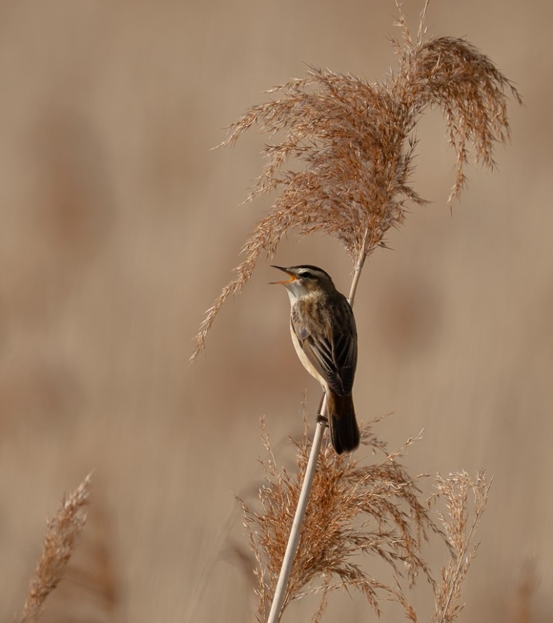 Rietzanger in zijn element