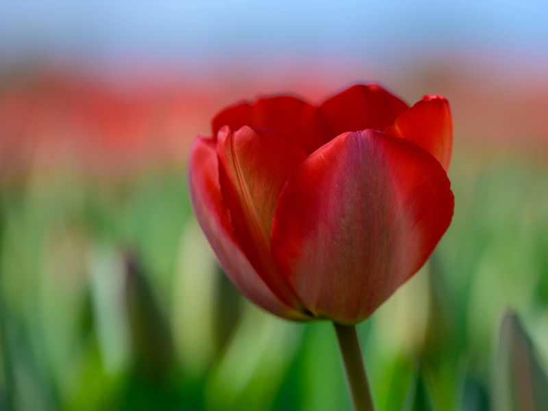 Simplicitas Tulipae (5)