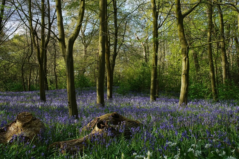 Veldje Bluebells (4785)