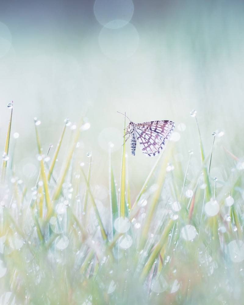 A morning full of pearls