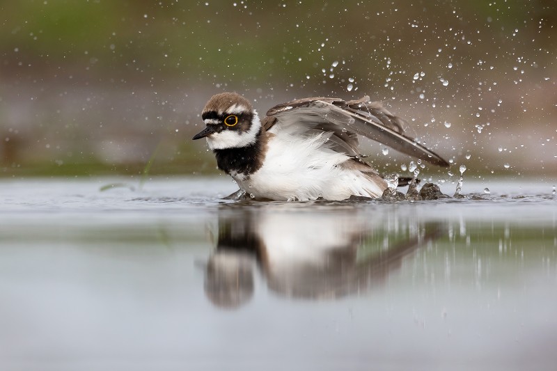 Kleine plevier met waterplezier.