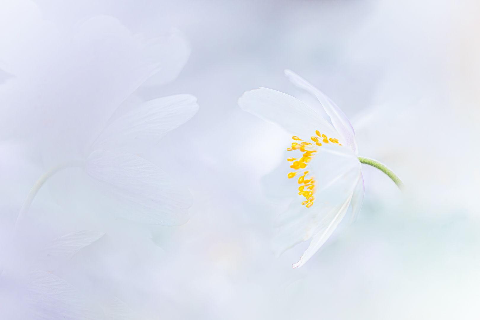 Bosanemoon-195-Verbeterd-NR